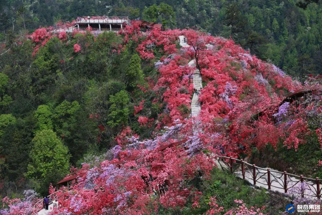 4月15日，岳西这场盛会将刷爆朋友圈