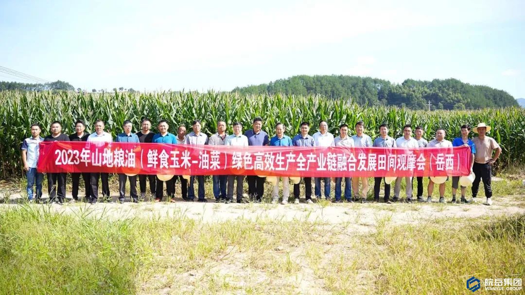 粽乡情鲜食玉米“珍珠糯28号”试种成功